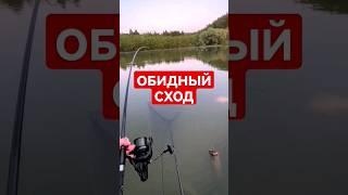 Поклевка крупного карпа #карпфишинг