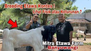 Etawa Breeding Kontes, Lebih Baik Memilih Fisik atau Melihat Trah ? Kolaborasi dg Mitra Etawa Farm