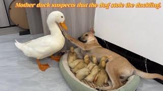 Unbelievable!How a dog became friends with a mother duck and her ducklings.Cute and funny animals