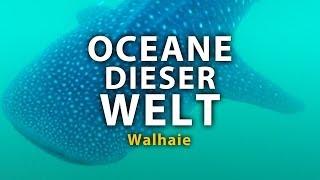 Ozeane dieser Welt - Walhaie (2011) [Dokumentation] | Film (deutsch)