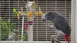 beautiful African gray parrot  - 30 min African gray parrot singing