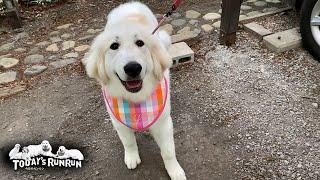 シャンプーへ行き見違えるように真っ白になったリリーです　Great Pyrenees　グレートピレニーズ