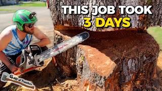 BIG WOOD! The MONSTER ELM TREE that Took Me THREE DAYS To Cut Down! - Part 2