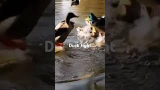 Duck fight #viralvideo #animals #cute #wildlife #funny #memes #fyp