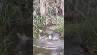 village boy hoke fishing video #shorts #fishing #video #abdulsamifishing