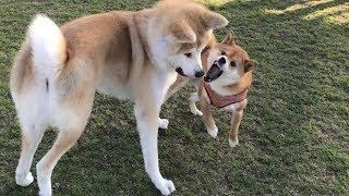 秋田犬に対決を挑むも負けを察してすぐに逃げて行く柴犬    柴犬ゆき Shiba inu, Yuki