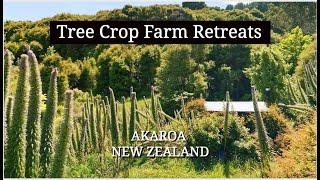 TREE CROP FARM RETREATS | Tiny House | Akaroa New Zealand | Giant Echiums