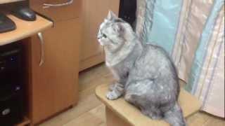 Cat reaction to Jingle Cats. Check this on your cat