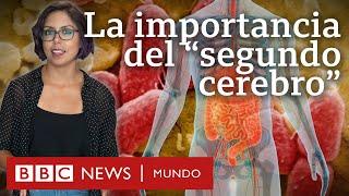 Por qué son tan importantes los microbios del intestino, al que llaman "segundo cerebro"