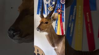 Taxidermying a Bushbuck!  #taxidermy #bushbuck #animals #wildlife #artprocess #art