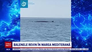 Balenele revin în Marea Mediterană, consecință a faptului că traficul maritim a fost redus