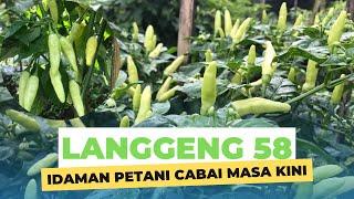 VARIETAS CABAI TERBAIK || LANGGENG 58 BIKIN KETAGIHAN