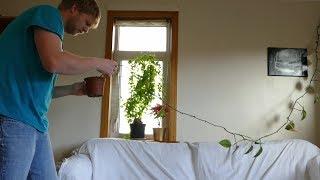 Repotting My Pothos Vine And Taking A Cutting