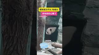 各有各的心眼子 大熊猫萌宝萌玉 心眼子 看见熊猫 @看见熊猫