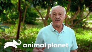 Doutor Jeff ajuda espécies exóticas em Cancún | Veterinário Das Montanhas | Animal Planet Brasil