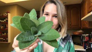 TWO WAYS TO COOK SAGE: How to Use Your Garden Sage | Harvest and Cook | Auxhart Gardening