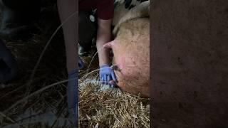 Milking cows #veterinary #milking #animals #farm #cowfarm