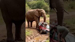 An elephant stops a falling car on a muddy roadside, saving a family of tourists