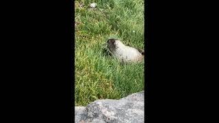 Marmot at Mt Rainier - Skyline Loop Trail in Paradise, WA