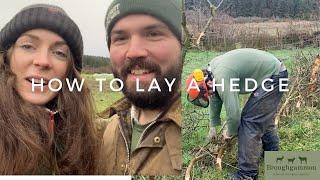 Hedge Laying our Hawthorn -Life on our regenerative farm vlog