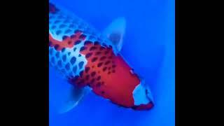 IKAN KOI IMPORT QUALITY-KUJAKU SUPER RED-WA 0895326061666