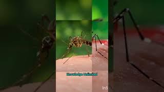 Mosquito || Amazing Fact || Knowledge Unlimited ||