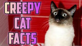 10 SERIOUSLY CREEPY CAT FACTS (ANCIENT to MYSTERIOUS)