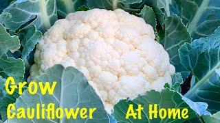 How To Grow Cauliflower In Grow Bag At Home / Complete Information / Seeds To Harvest