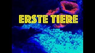 Ersten Tiere im Mini Riff Einfahrphase im Meerwasser Aquarium
