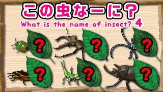 【子供向けアニメ】昆虫の名前4・クイズ〈カブトムシ、クワガタ、ゾウカブトムシ、ミヤマクワガタ、カミキリムシ、カメムシ、バッタ〉【こんちゅう・虫】insect beetle stag animation