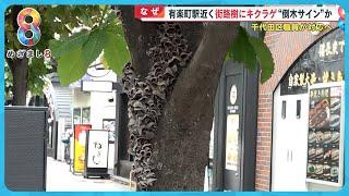 【なぜ】有楽町駅近くの街路樹に“キクラゲ”大量発生…専門家「とても危険な兆候」【めざまし８】