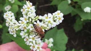 Growing Buckwheat for Your Small Farm