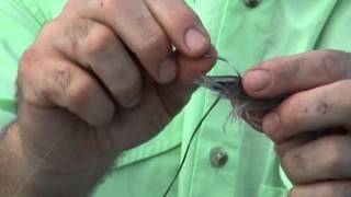 How To Hook Live Shrimp Under The Horn, By Bob McNally