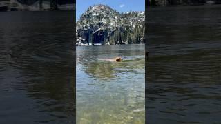 Golden pup refuses to leave the water. #dog #goldenretriever #mountains #nature #swimming