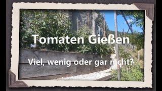 Tomaten Gießen - Viel, wenig oder gar nicht?