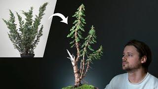 Creating an 'Instant' Bonsai Tree