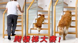 [Stair Climbing Competition] Master vs Golden Retriever vs Corgi, the scene is a bit funny!