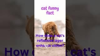 How does a cat's reflective layer enhance vision? #catfact #shorts