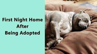 50 Heartwarming Stories of Pets Finding Their Forever Homes