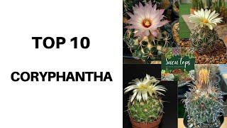 TOP 10 CORYPHANTHA