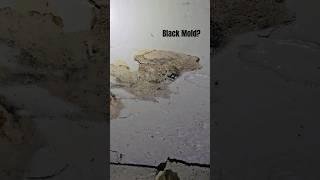 Discovering Black Mold Under a Dripping Kitchen Sink