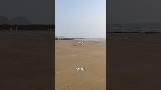 강아지를 위한 프라이빗비치에 간 몽구는 어떻게 놀까? #비숑프리제 #비숑브이로그  #강아지일상 #강아지 #reels  #shorts #쇼츠