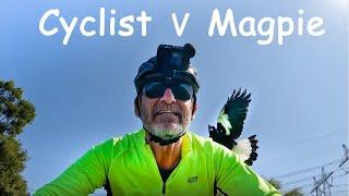 Swooping Magpies Attack Cyclist