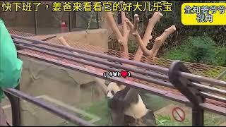 姜奶爸叫乐宝跳舞，聪明的乐宝一学就会#panda #funny