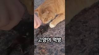 #catvideos 고양이 자리돔 먹방