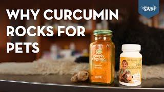 Curcumin Benefits for Pets: Why It's Great for Dogs and Cats with Diabetes, Cushing's, and IBD