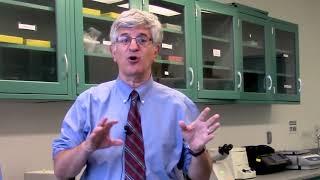 How are Animals Used in Vaccine Development Research?    Vaccine Makers Project