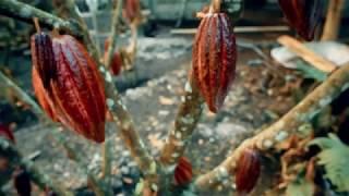 Chocolate Processing at Plantation in Honduras - Lake Yojoa