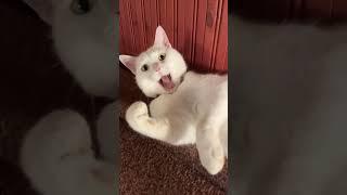 Степашка бедный родственник. Какой хороший котик!!! Красавец… ️️️