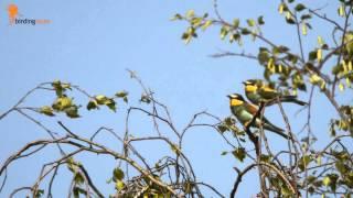 birdingtours-Reisegruppe entdeckt Bienenfresser am Niederrhein!